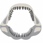 Megalodon